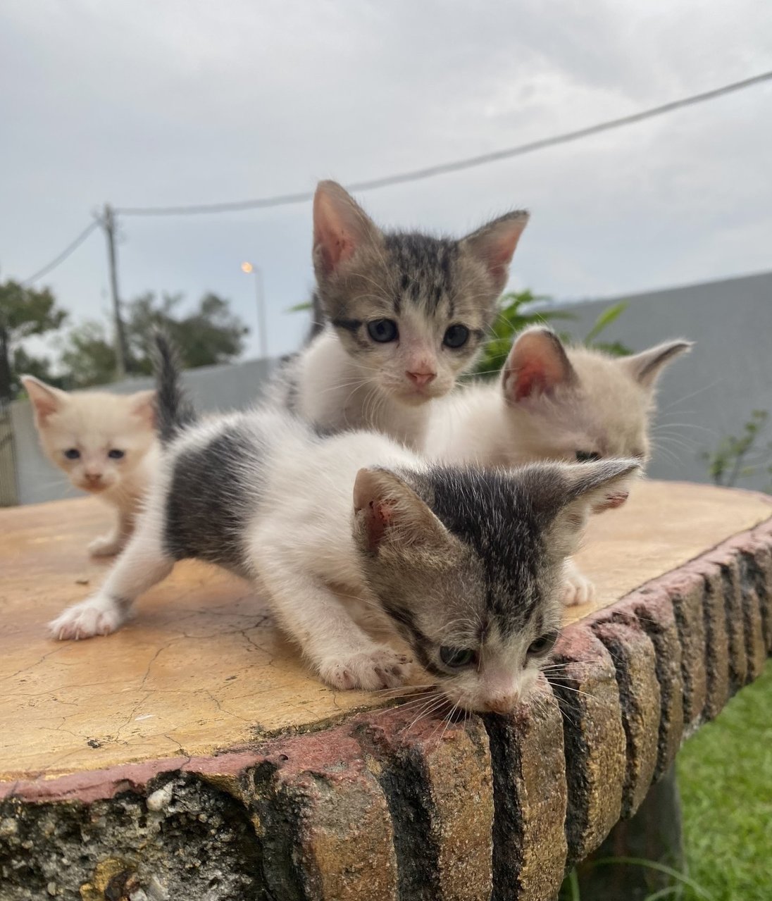 PF141457 - Domestic Medium Hair Cat