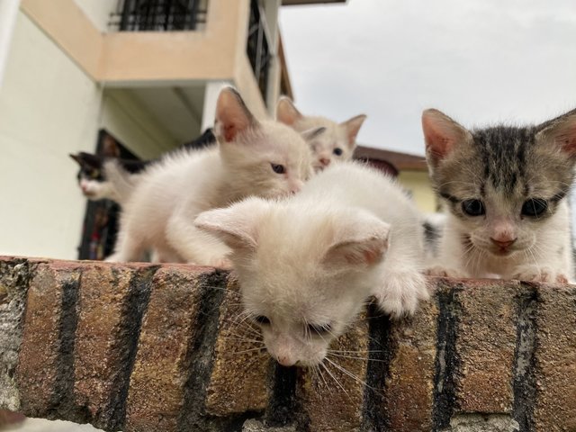 PF141457 - Domestic Medium Hair Cat