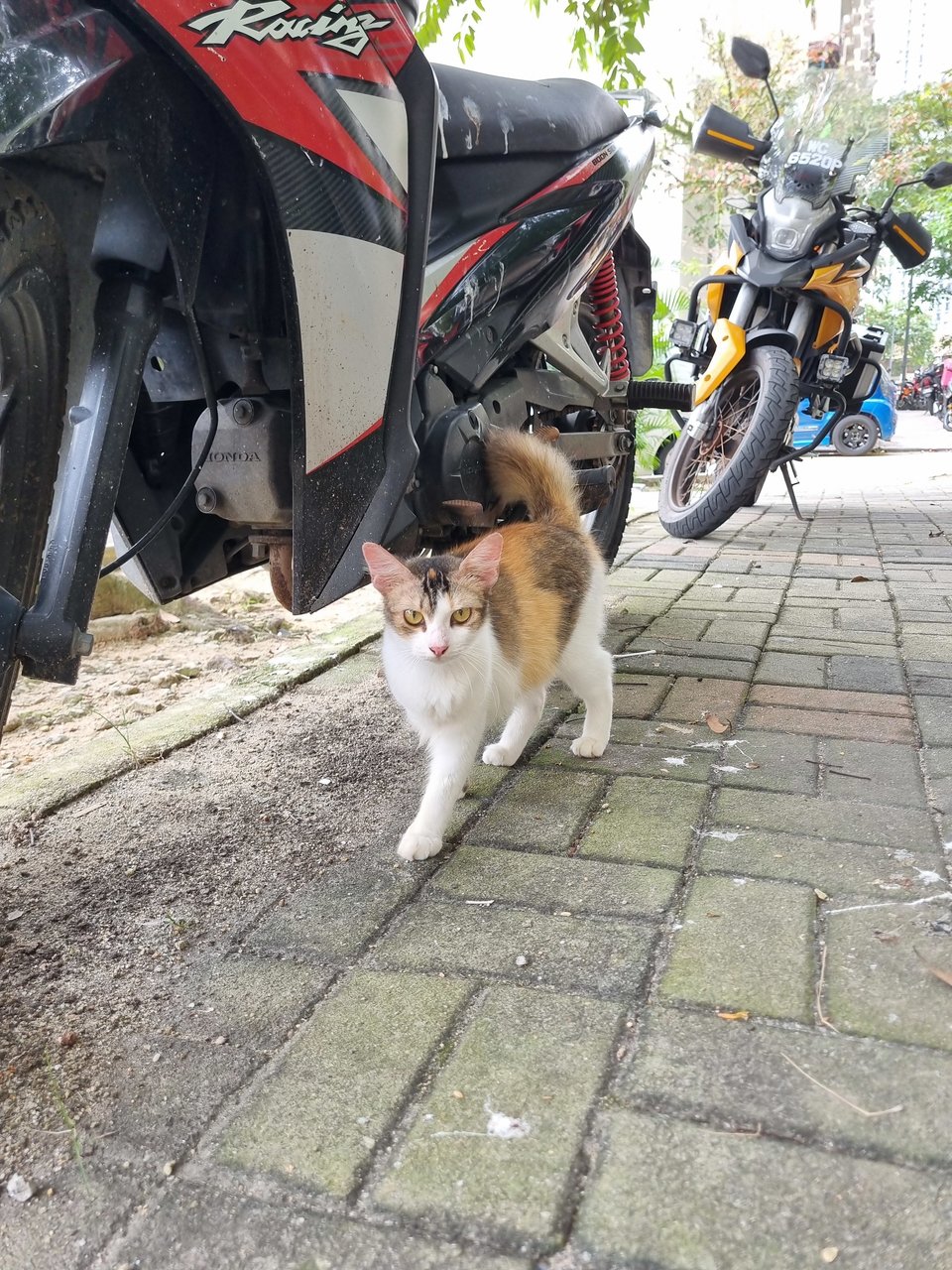 Rachel  - Calico Cat