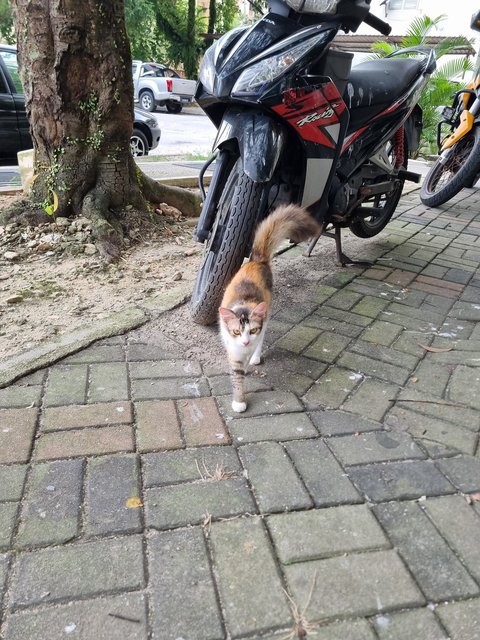 Rachel  - Calico Cat