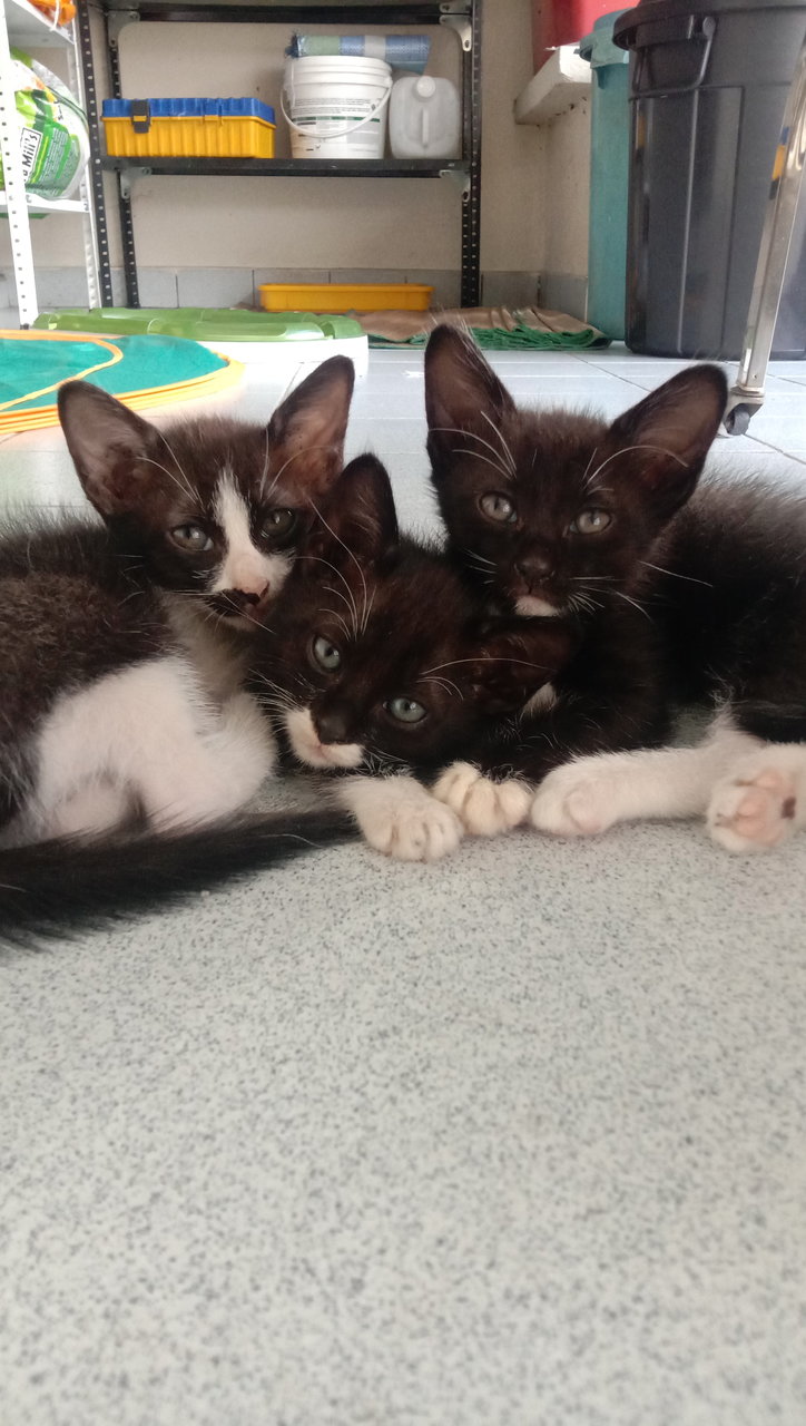 Mews In Black - Domestic Short Hair Cat