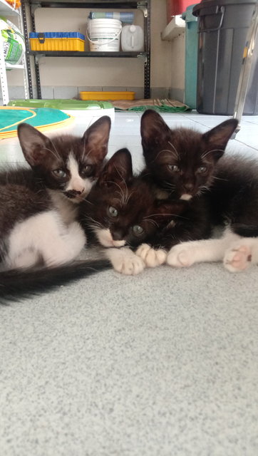 Left to Right: Girl, Boy 1, Boy 2