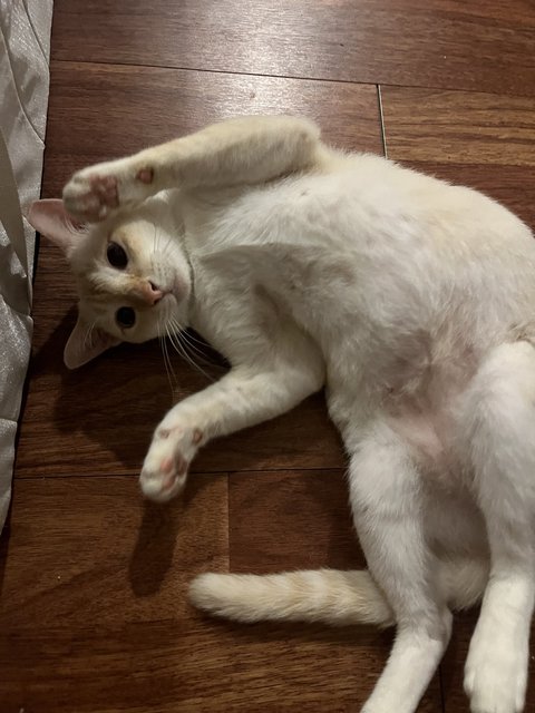 Ghost  - Domestic Short Hair Cat