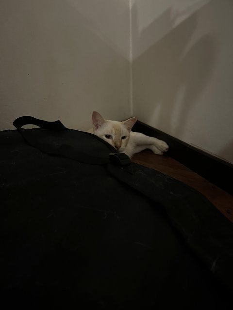 Ghost  - Domestic Short Hair Cat