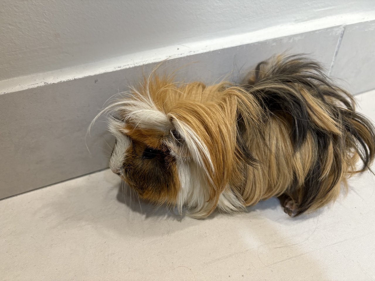 Frozen &amp; Elsa  - Guinea Pig Small & Furry