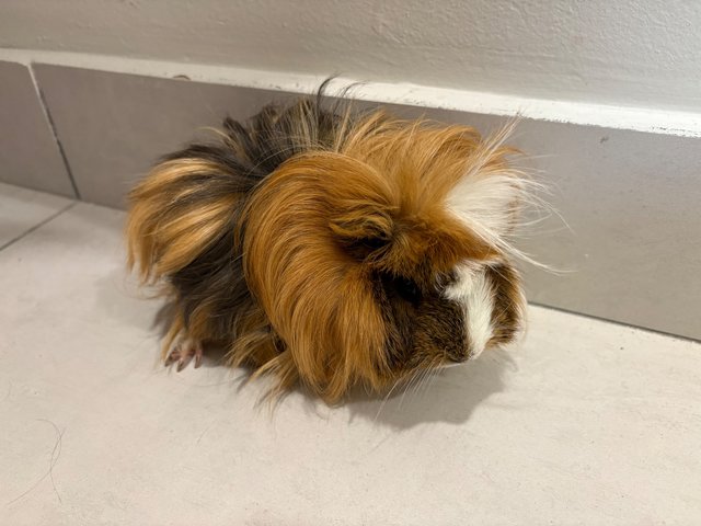 Frozen &amp; Elsa  - Guinea Pig Small & Furry