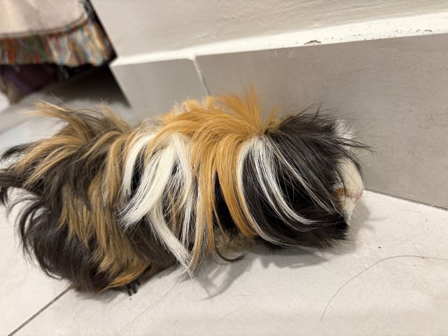 Frozen &amp; Elsa  - Guinea Pig Small & Furry