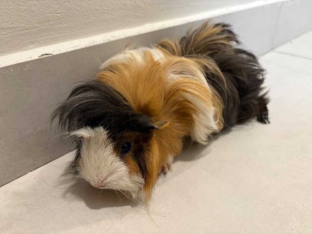Frozen &amp; Elsa  - Guinea Pig Small & Furry