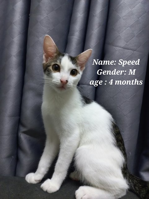 Speed And Kai - Domestic Short Hair Cat