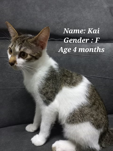 Speed And Kai - Domestic Short Hair Cat