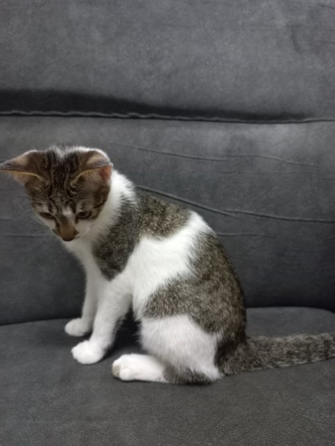 Speed And Kai - Domestic Short Hair Cat