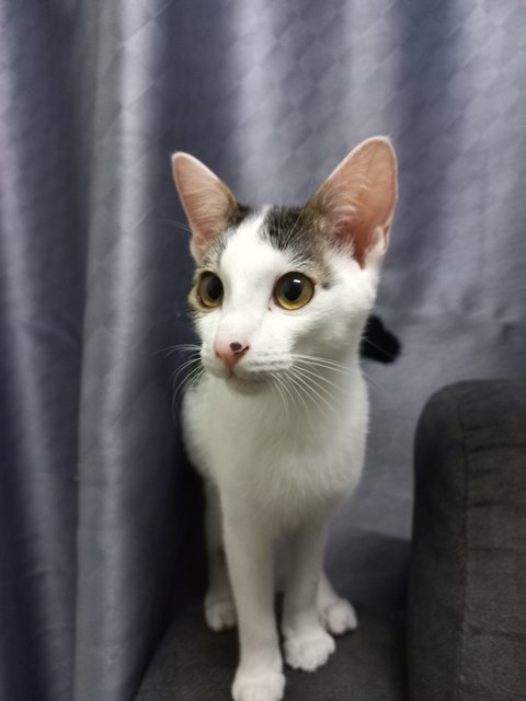 Speed And Kai - Domestic Short Hair Cat