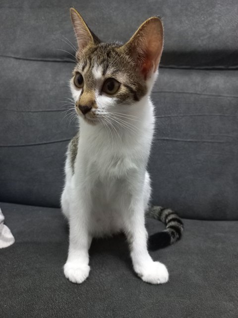 Speed And Kai - Domestic Short Hair Cat
