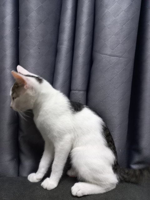 Speed And Kai - Domestic Short Hair Cat