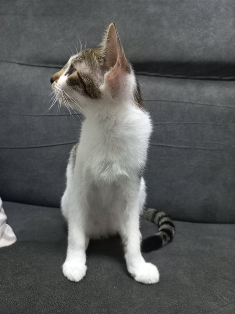 Speed And Kai - Domestic Short Hair Cat
