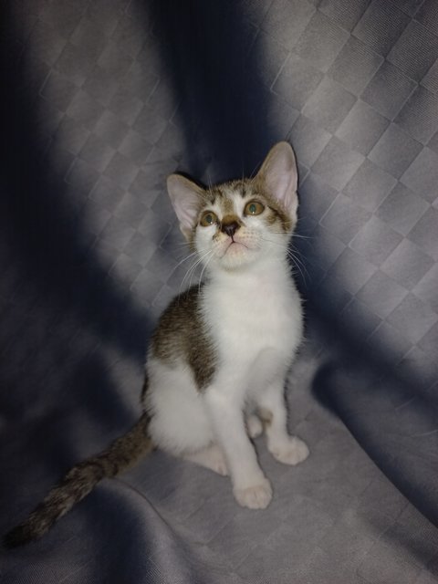 Speed And Kai - Domestic Short Hair Cat