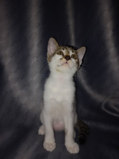 Speed And Kai - Domestic Short Hair Cat