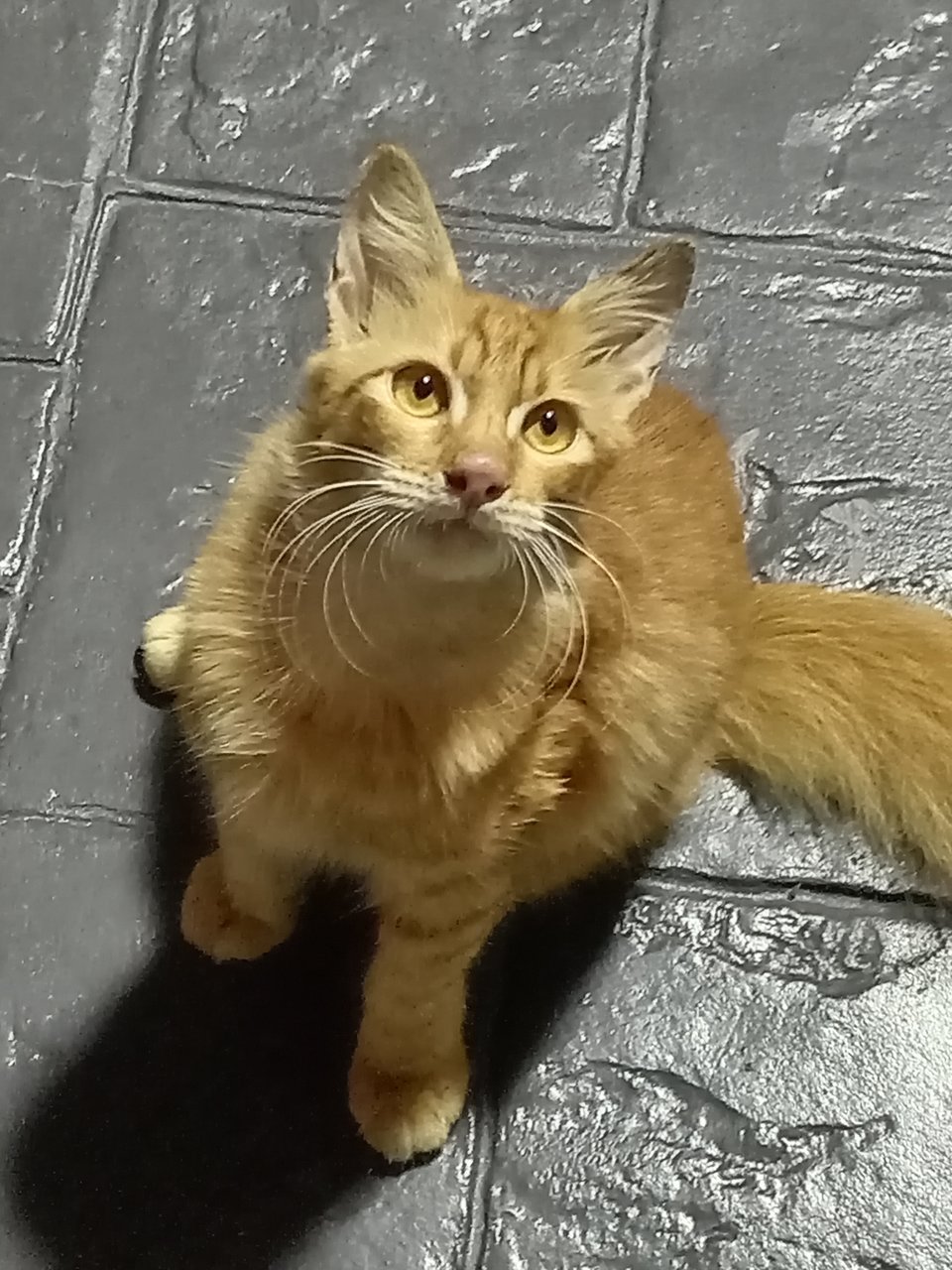 Rambo - Domestic Long Hair Cat