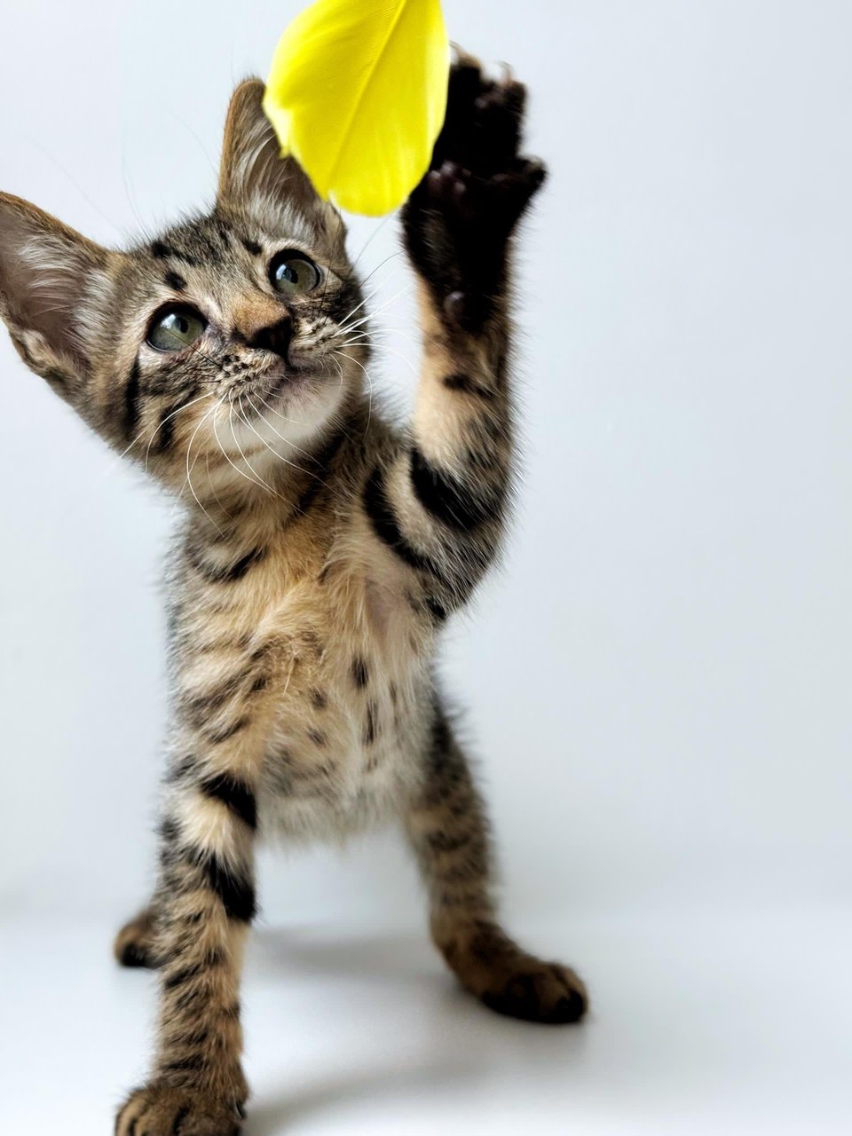 Dumpurrdore - Domestic Short Hair Cat