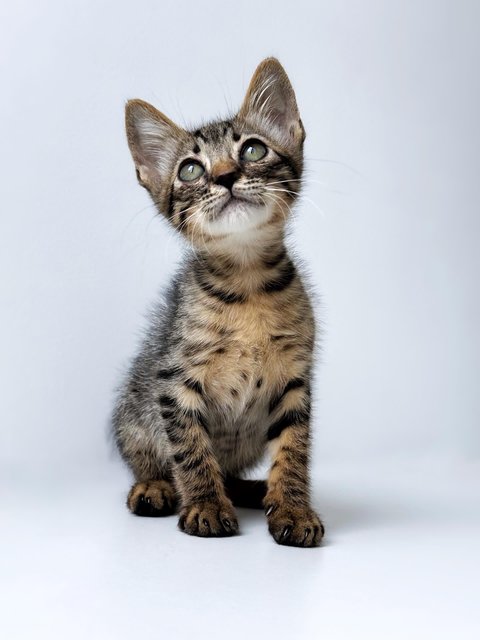 Dumpurrdore - Domestic Short Hair Cat