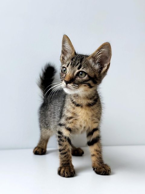 Dumpurrdore - Domestic Short Hair Cat