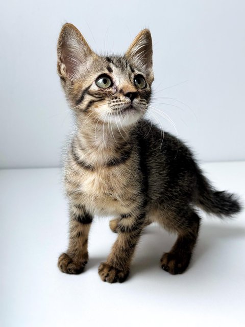 Dumpurrdore - Domestic Short Hair Cat
