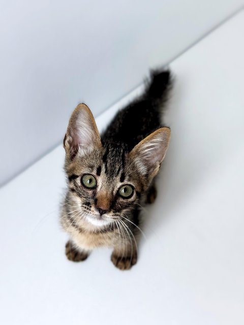 Dumpurrdore - Domestic Short Hair Cat