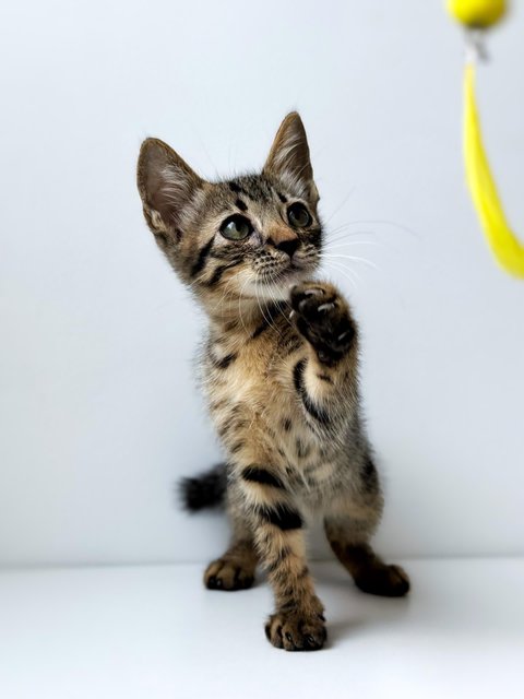 Dumpurrdore - Domestic Short Hair Cat
