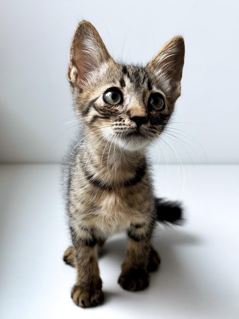 Dumpurrdore - Domestic Short Hair Cat