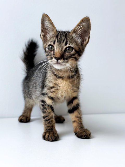 Dumpurrdore - Domestic Short Hair Cat