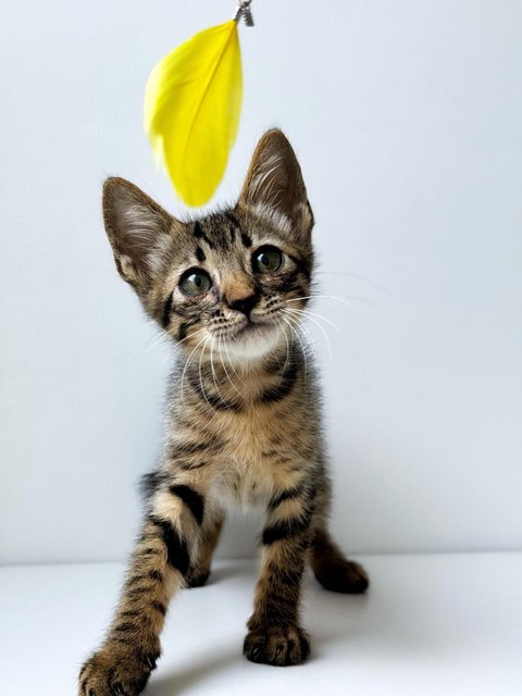 Dumpurrdore - Domestic Short Hair Cat