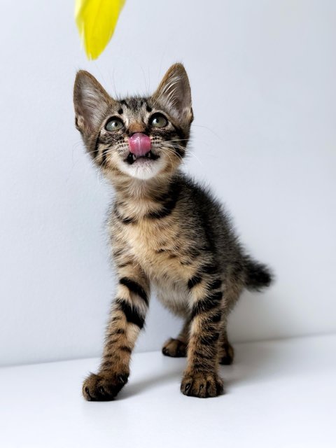 Dumpurrdore - Domestic Short Hair Cat