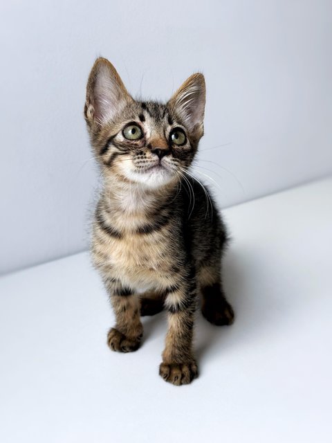 Dumpurrdore - Domestic Short Hair Cat