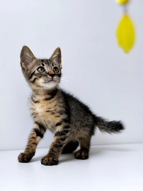Dumpurrdore - Domestic Short Hair Cat