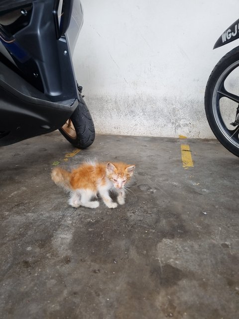 Hin - Domestic Long Hair Cat