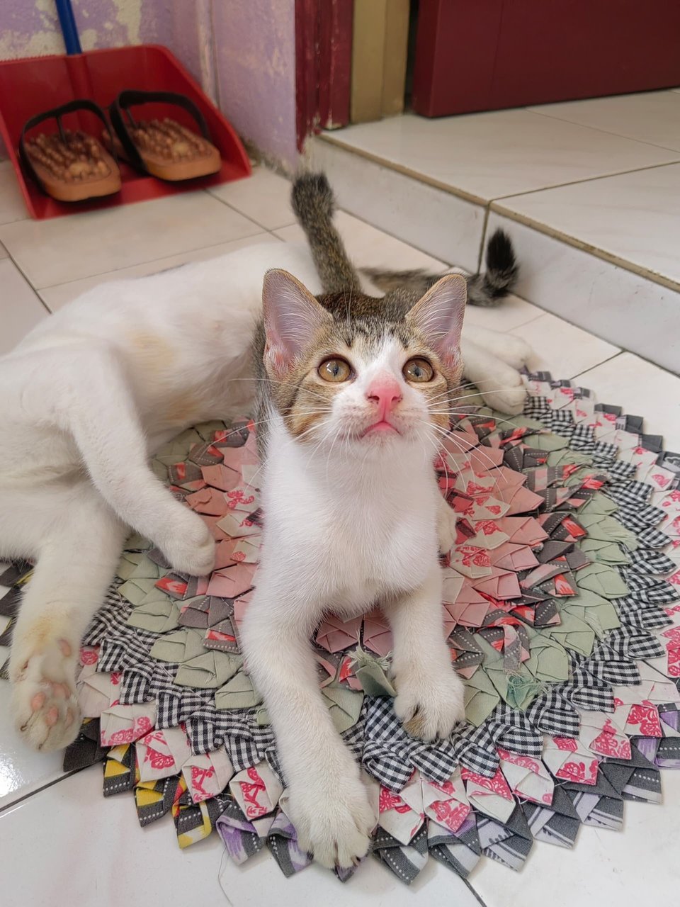 Baby - Domestic Short Hair Cat