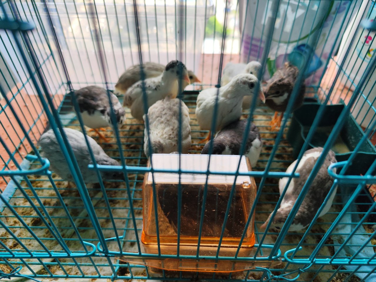 Small Chick - Button Quail Bird
