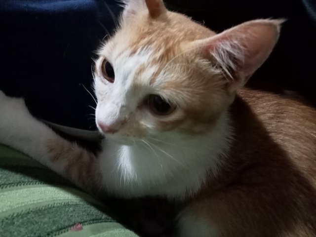 Kimi , Malik - Domestic Short Hair Cat