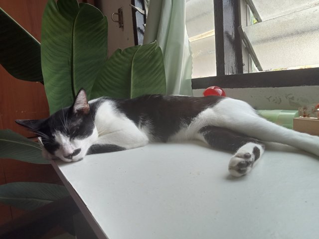 Kimi , Malik - Domestic Short Hair Cat