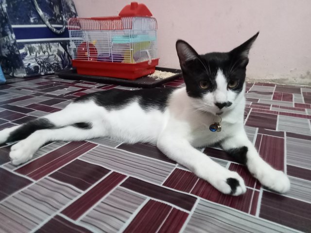 Kimi , Malik - Domestic Short Hair Cat