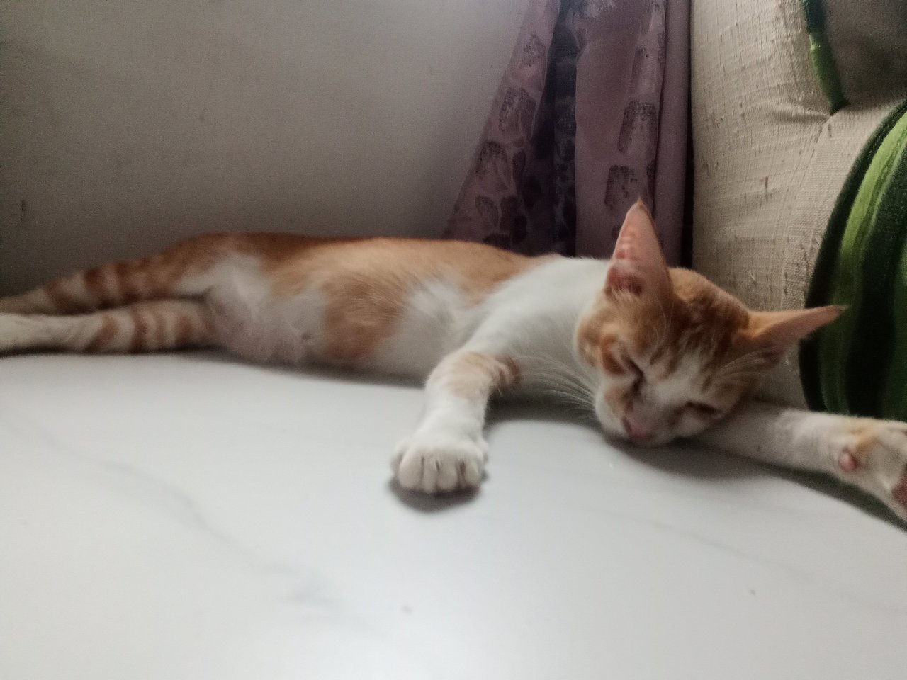 Kimi , Malik - Domestic Short Hair Cat