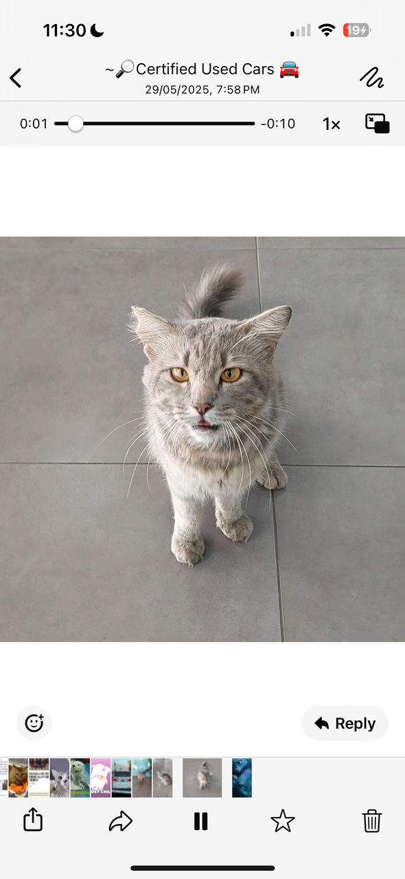 Toyota - Domestic Medium Hair Cat