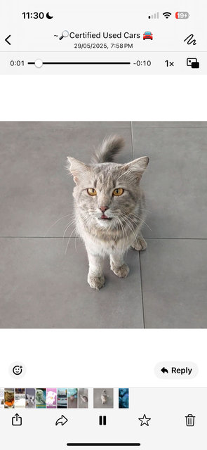 Toyota - Domestic Medium Hair Cat