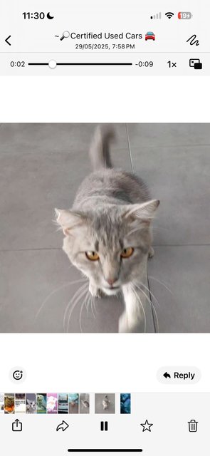 Toyota - Domestic Medium Hair Cat