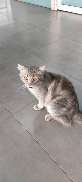 Toyota - Domestic Medium Hair Cat