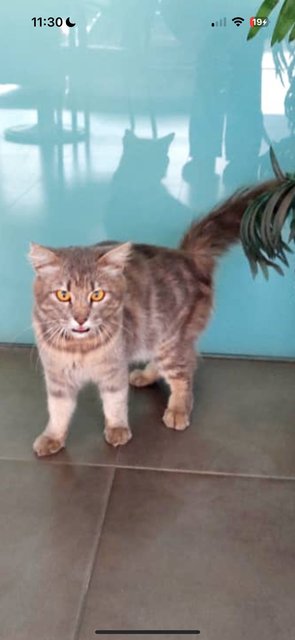 Toyota - Domestic Medium Hair Cat