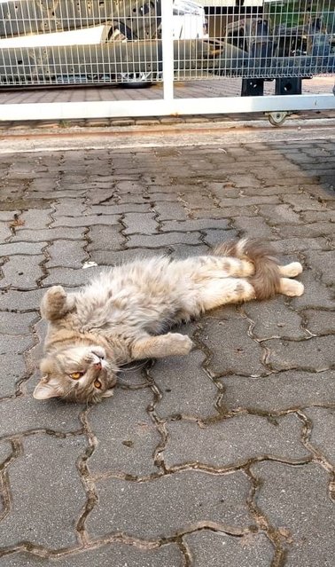 Toyota - Domestic Medium Hair Cat