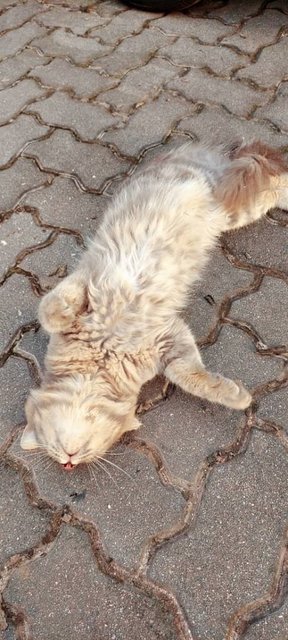 Toyota - Domestic Medium Hair Cat