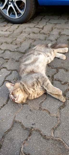 Toyota - Domestic Medium Hair Cat