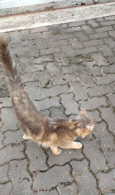 Toyota - Domestic Medium Hair Cat